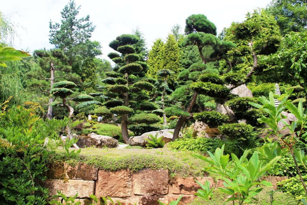 Ogród Japoński w Jarkowie. Zielone rzeźby