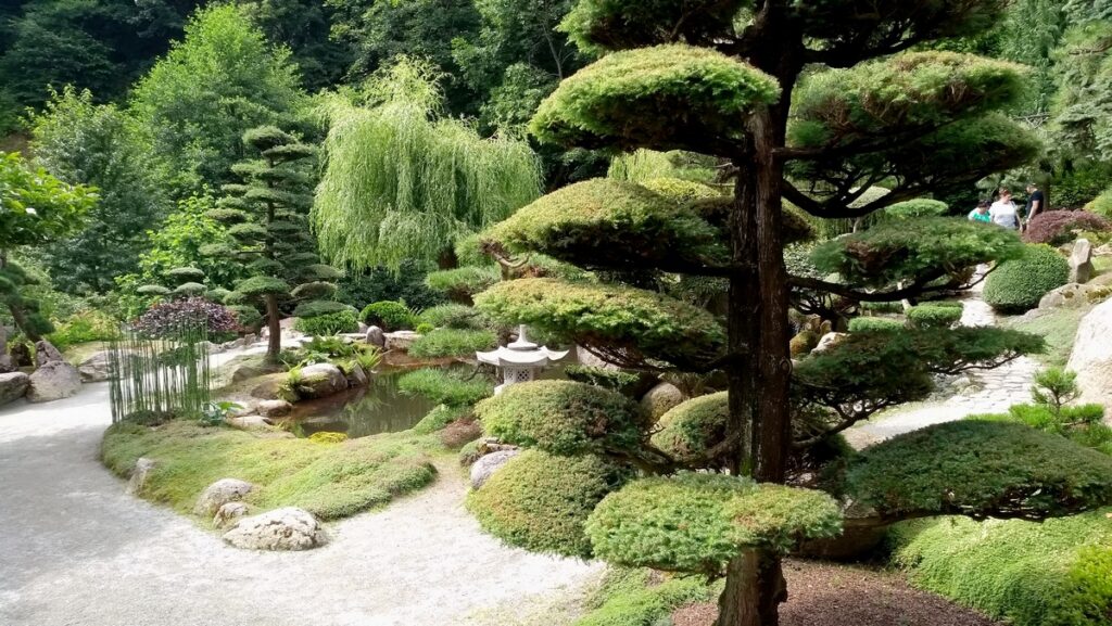 Ogród Japoński w Jarkowie. Zadbana roślinność w ogrodzie