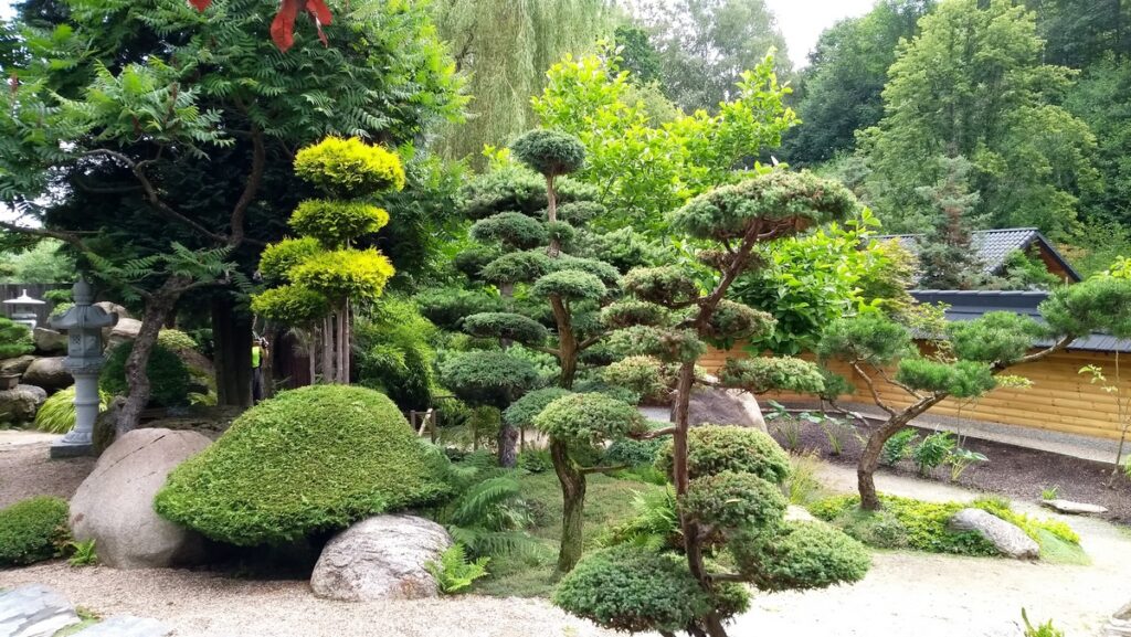 Ogród Japoński w Jarkowie. Bonsai z drzewek