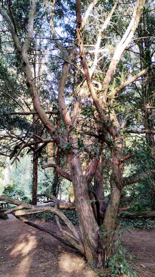 Drzewa w Arboretum o ciekawych kształtach