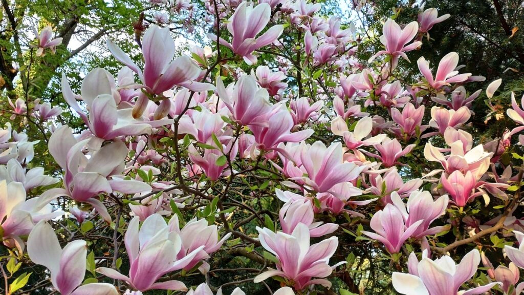 Kórnik. Magnolia w Arboretum