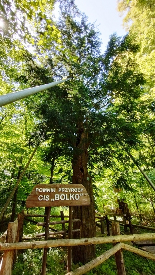 Cis Bolko - pomnik przyrody