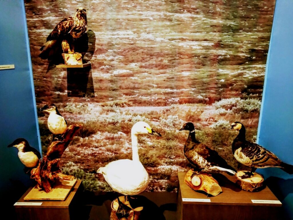 Muzeum Przyrody w Olsztynie - wśród eksponatów również okazy ptaków